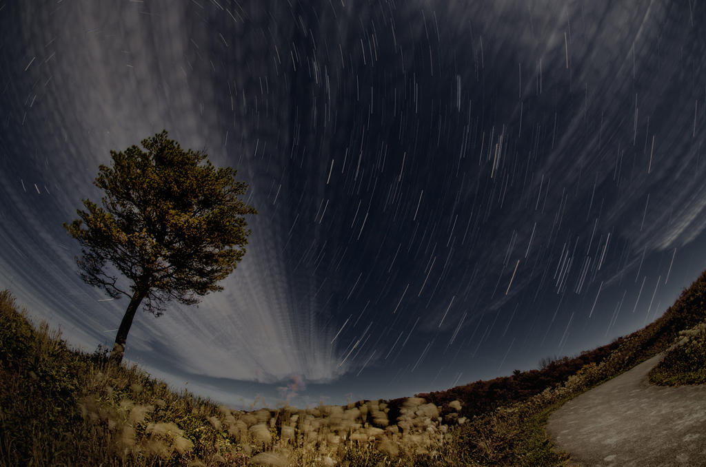 道と樹と星空