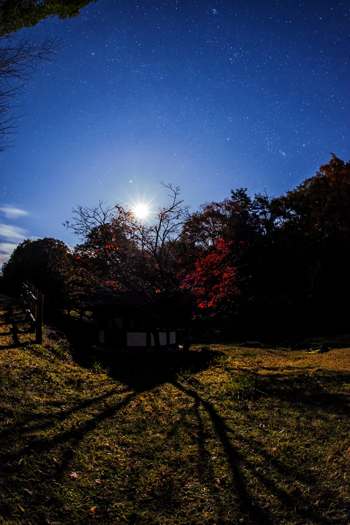 月夜の紅い葉*1