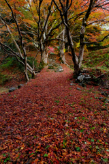 紅葉Snap*6