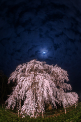 月夜の枝垂れ桜