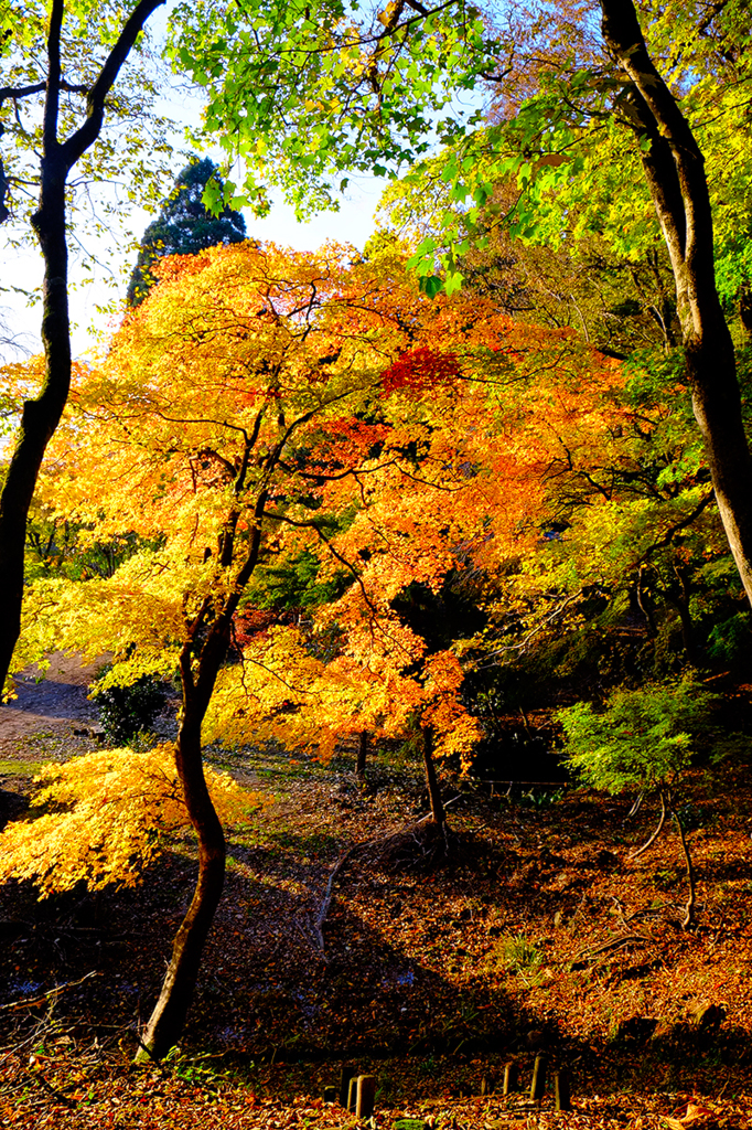 Autumnal scenery *1