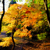 Autumnal scenery *1