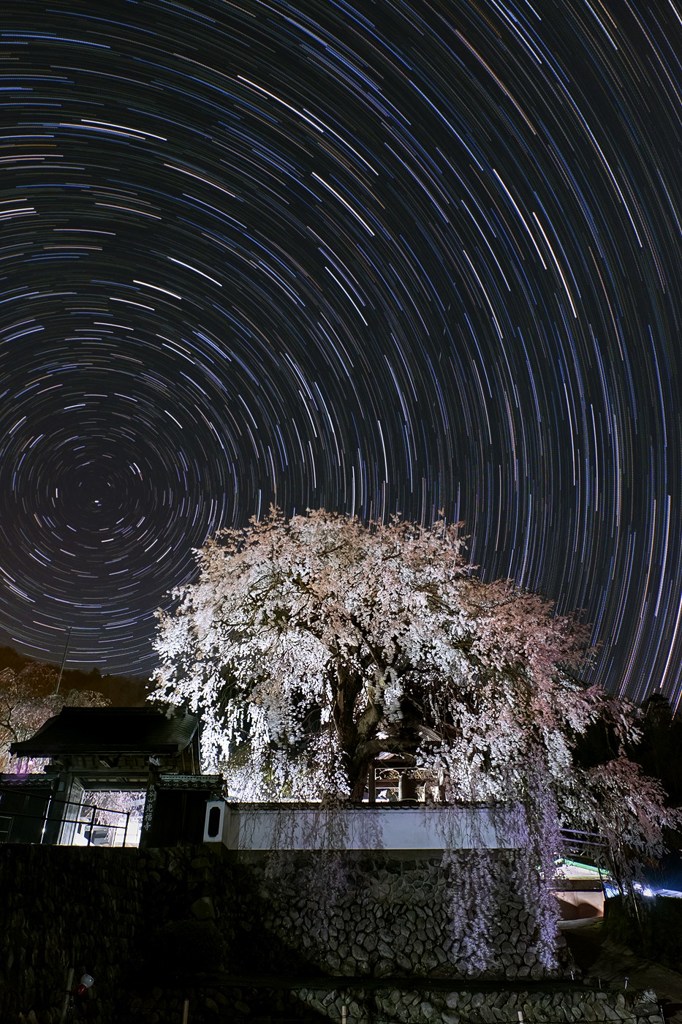 夜の大糸桜　正面Ver