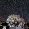夜の大糸桜　正面Ver