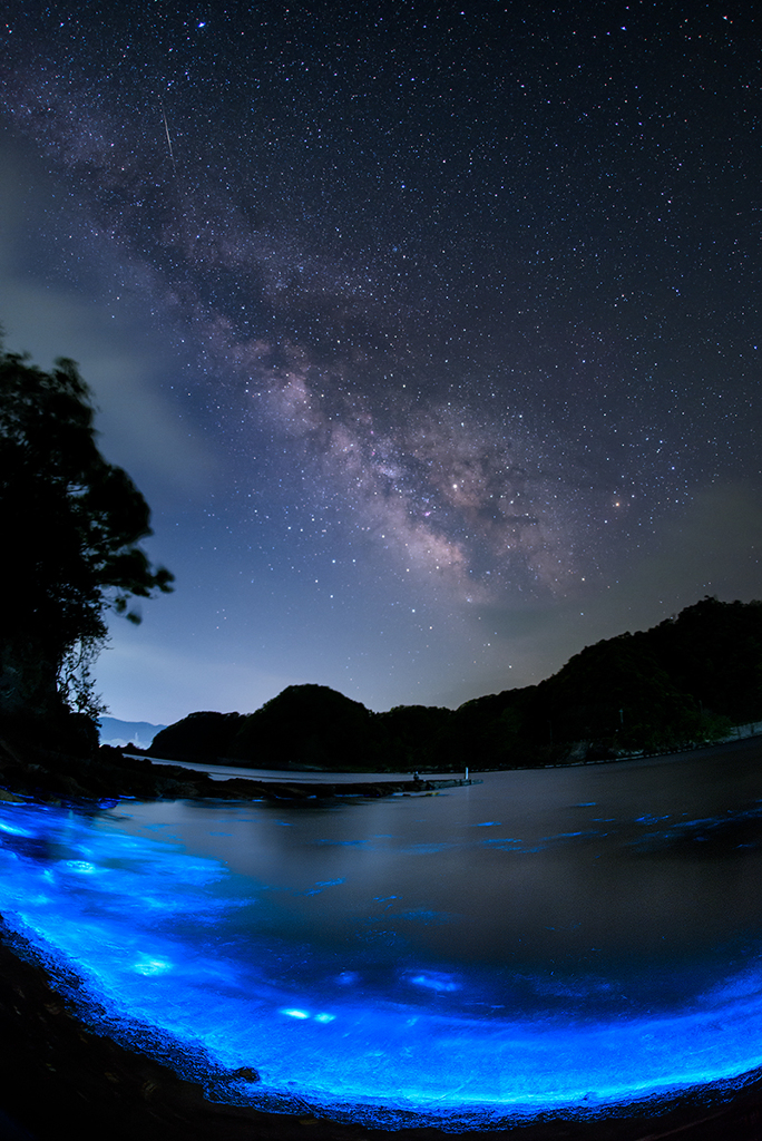 夜光虫*2