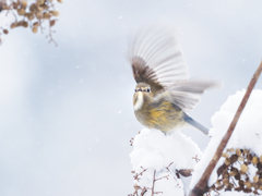 雪の日のルリビタキ♀*1