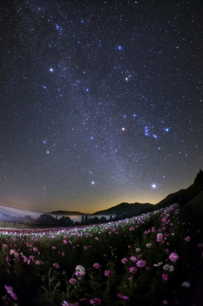 コスモス畑と雲海と星空