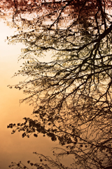 夕暮水鏡*2