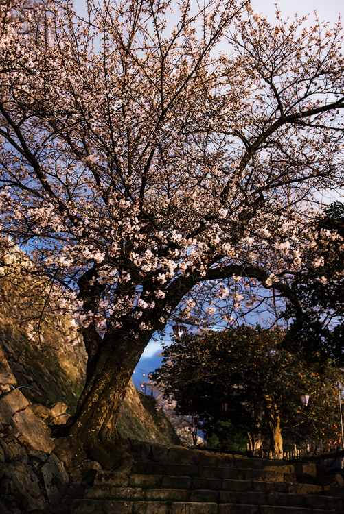SAKURA 城跡*5