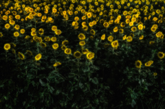 Night Sunflower *1