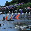 泳げ鯉のぼり～水浴～