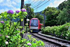 箱根あじさい電車の季節にⅢ