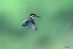 河川敷でホバル翡翠Ⅱ 河川敷でホバル翡翠Ⅱ