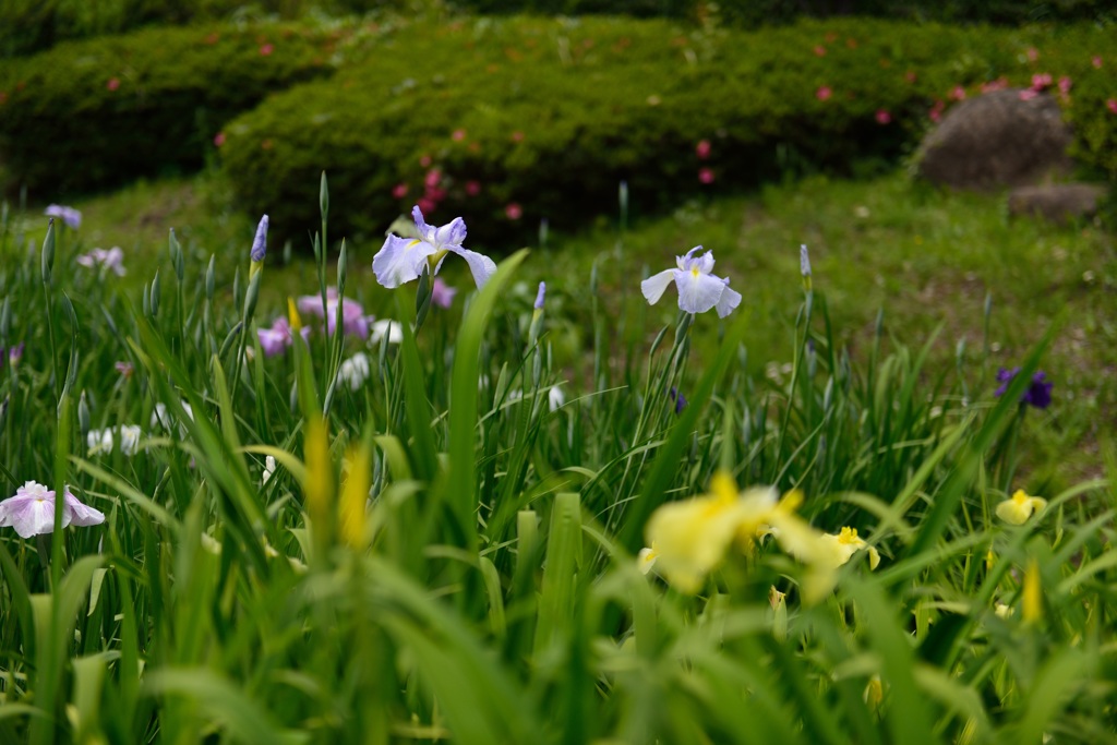 ”まだ寂しい菖蒲の花”
