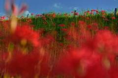 ”彩花萌え”