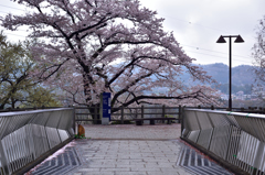 桜橋