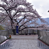 桜橋