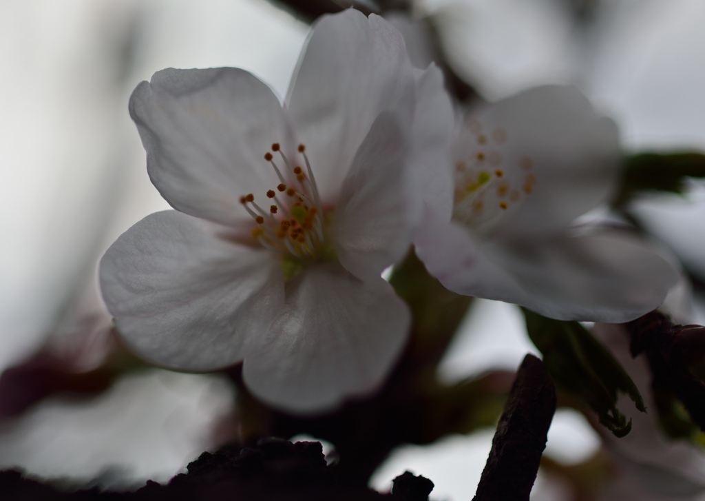 さくら　さくら！