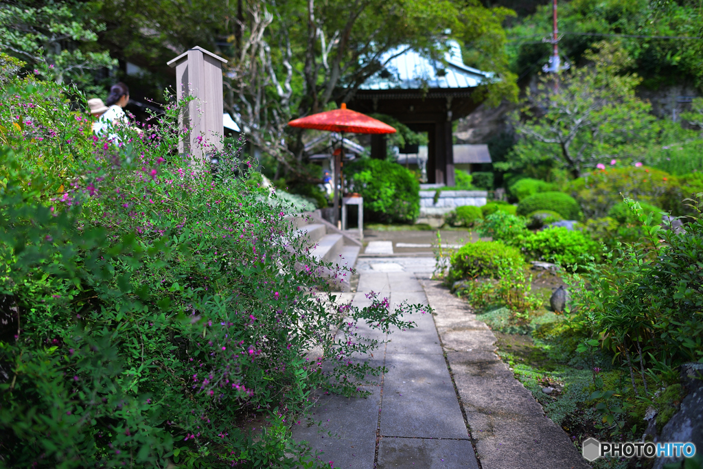 萩が咲く海蔵寺