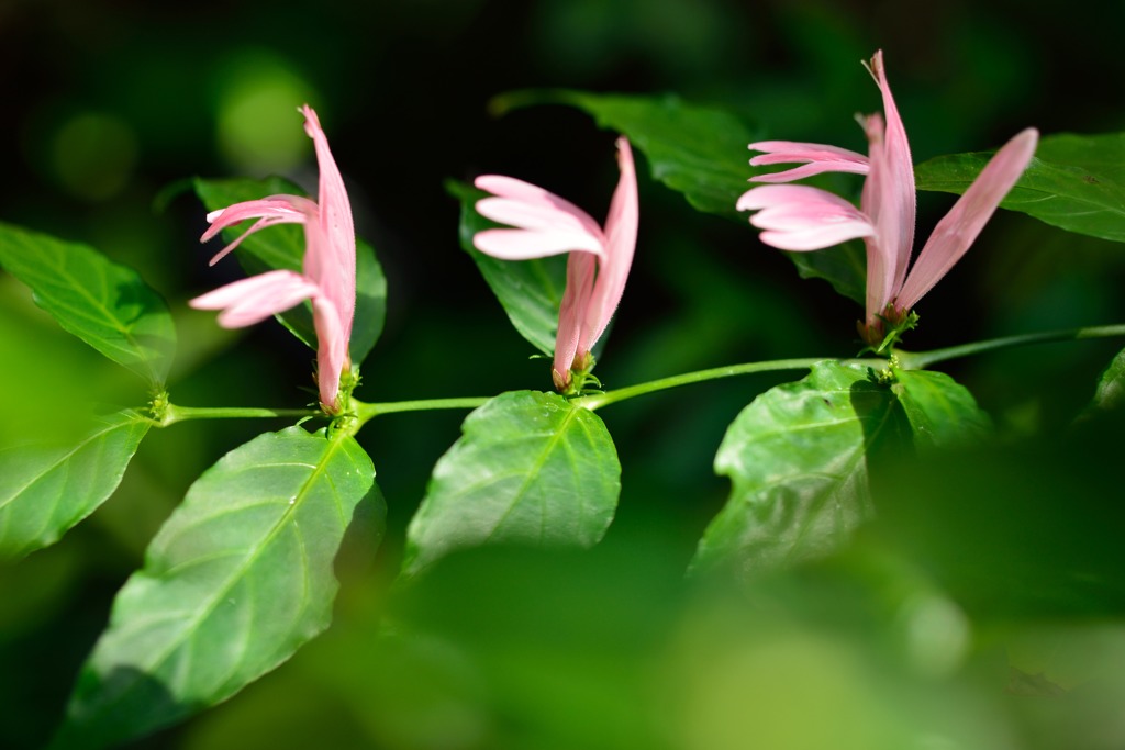 キツネのダンス！