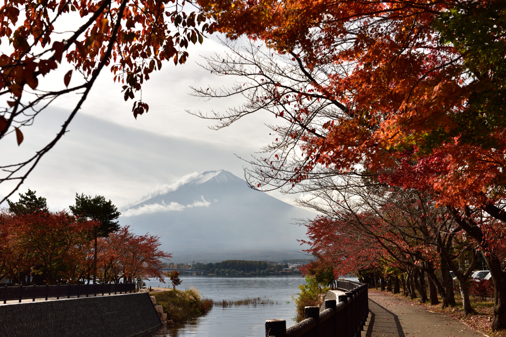 河口湖も紅葉