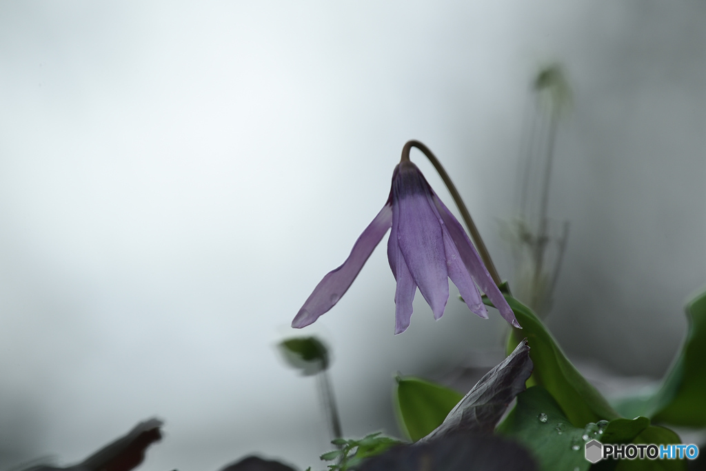 雨の妖精