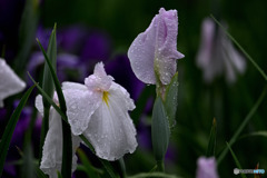しずく尽くしの花菖蒲