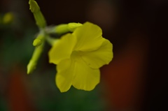 ”ロスラーツム”