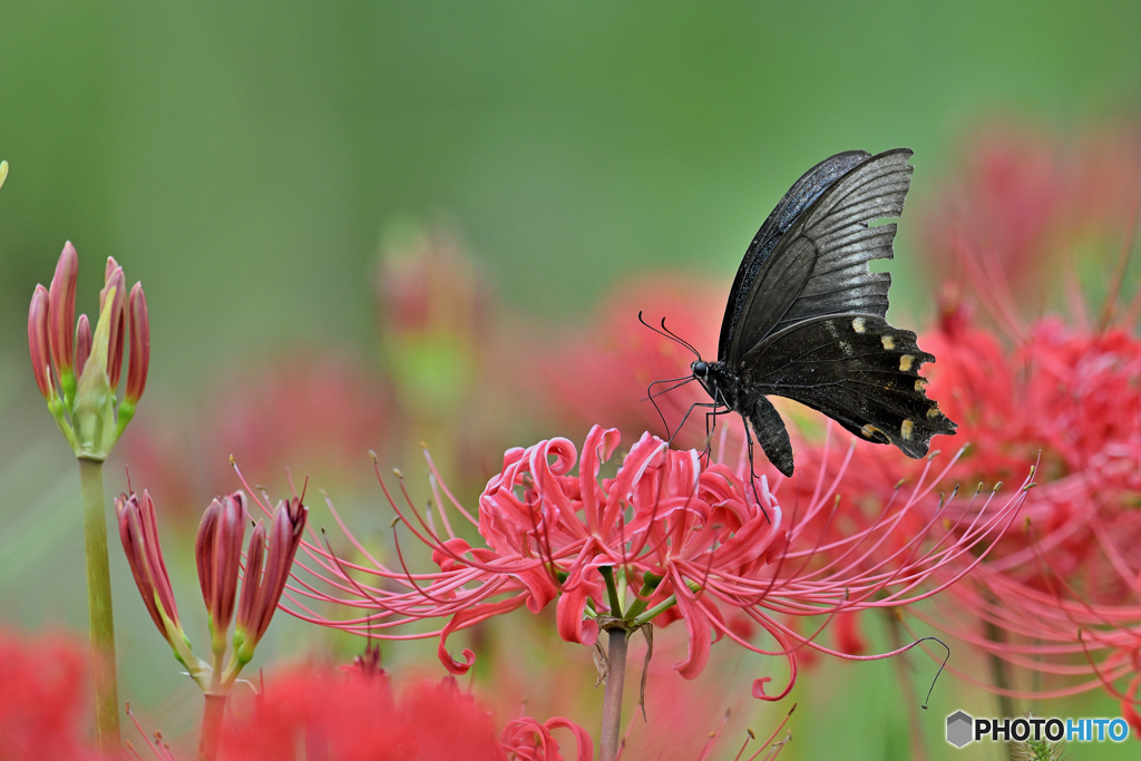 赤花と黒蝶