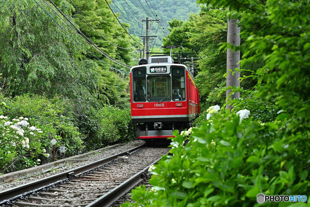 箱根のあじさい電車