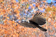 紅葉前飛翔の熊鷹だけれど。。