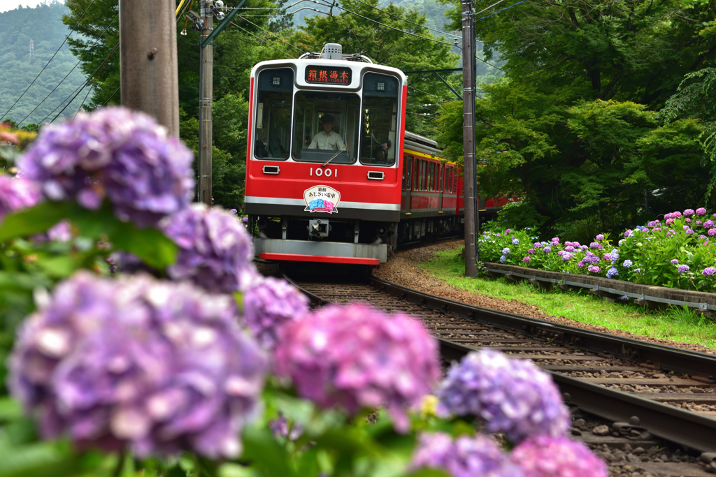 あじさい電車