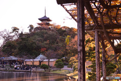 横浜三渓園の近況