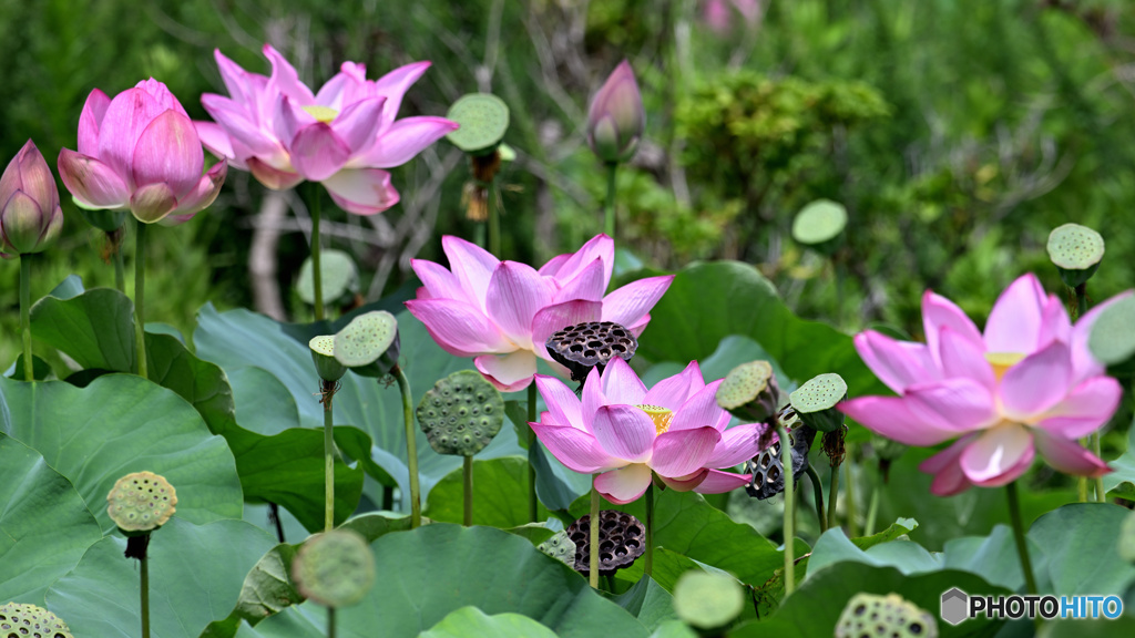 蓮花 頑張ってる！
