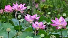蓮花 頑張ってる！