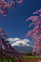 花の都の桜