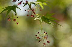 ”モミジの花”