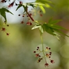 ”モミジの花”