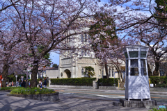 山手の眩しい春