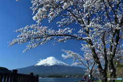 弾ける桜