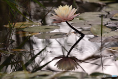 水草も秋色に