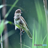 雨に佇むオオヨシキリ
