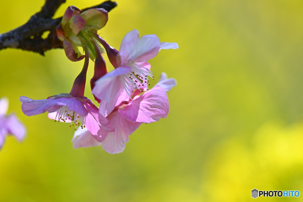 春溢れる花の舞