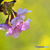 春溢れる花の舞