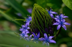 スキラ・ペルーウィアナ（参考）