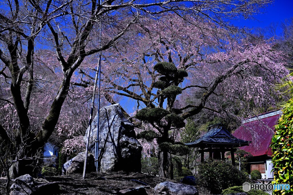 枝垂れ桜で華やぐ寺院