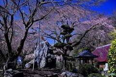 枝垂れ桜で華やぐ寺院