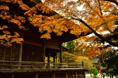 渋みある古寺の紅葉