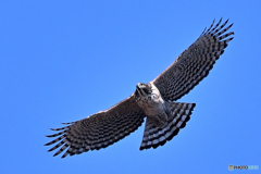 秋空滑空の熊鷹