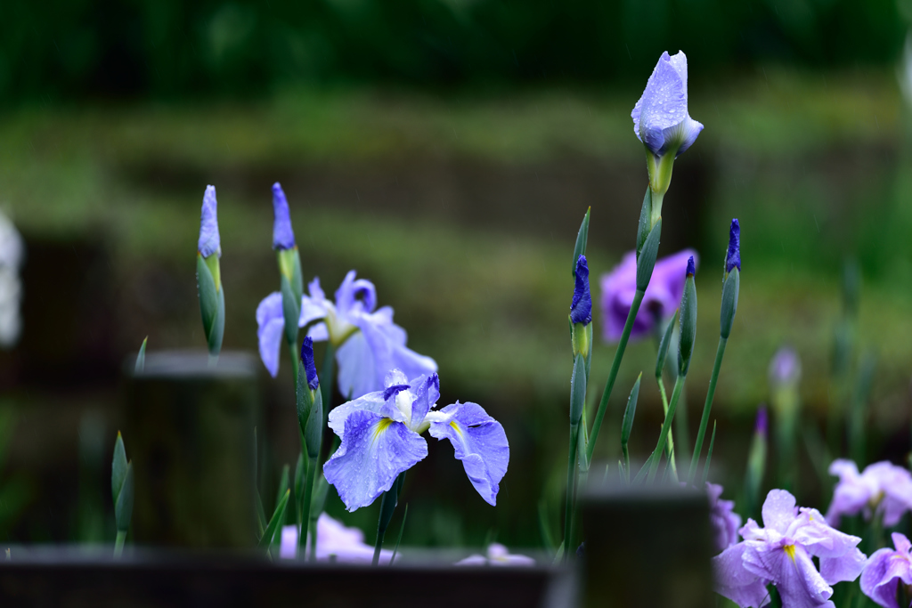 生け花風に